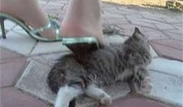 虐猫视频,人性与道德的拷问