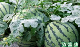 大西瓜 视频,揭秘西瓜种植与收获的奇妙之旅