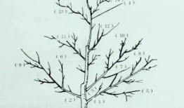 梨树修剪技术视频,高效管理，提升果实品质