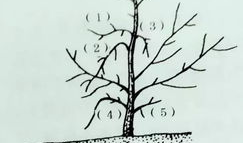 梨树修剪技术视频,高效管理，提升果实品质