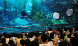青岛海底世界视频,青岛海底世界探秘之旅