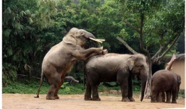 动物交配视频大全,交配瞬间大揭秘