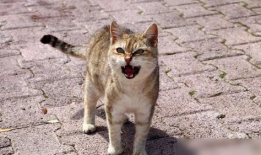 猫交配视频,揭秘猫咪交配的温馨瞬间