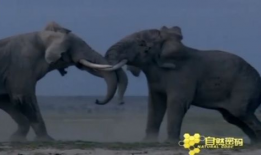 大象的视频,温馨瞬间捕捉