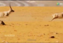 马馿交配视频,自然繁衍的震撼瞬间