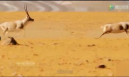 马馿交配视频,自然繁衍的震撼瞬间