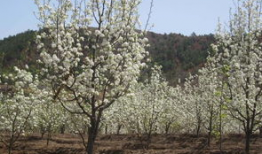 梨树修剪技术视频,高效管理，提升果实品质