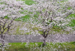 樱花视频,捕捉春日浪漫瞬间，带你领略花海之美