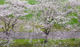 樱花视频,捕捉春日浪漫瞬间，带你领略花海之美