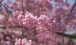 樱花视频,捕捉春日浪漫瞬间，带你领略花海之美