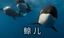 海洋动物视频,揭秘神秘海洋动物的精彩瞬间