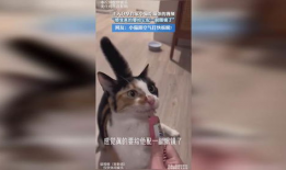 猫交配视频,揭秘猫咪交配的温馨瞬间