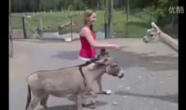 马馿交配视频,自然繁衍的震撼瞬间