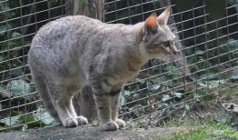 猫交配视频,揭秘猫咪交配的温馨瞬间