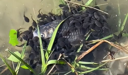 蝌蚪视频在线观看,在线观看的奇妙之旅