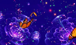 蝴蝶飞舞视频,捕捉自然之美