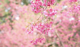 樱花视频,捕捉春日浪漫瞬间，带你领略花海之美